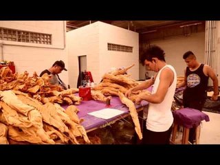 Gaviões entra na passarela com o samba "É FANTÁSTICO! imagine, admire e sinta!"/Carnaval 2016