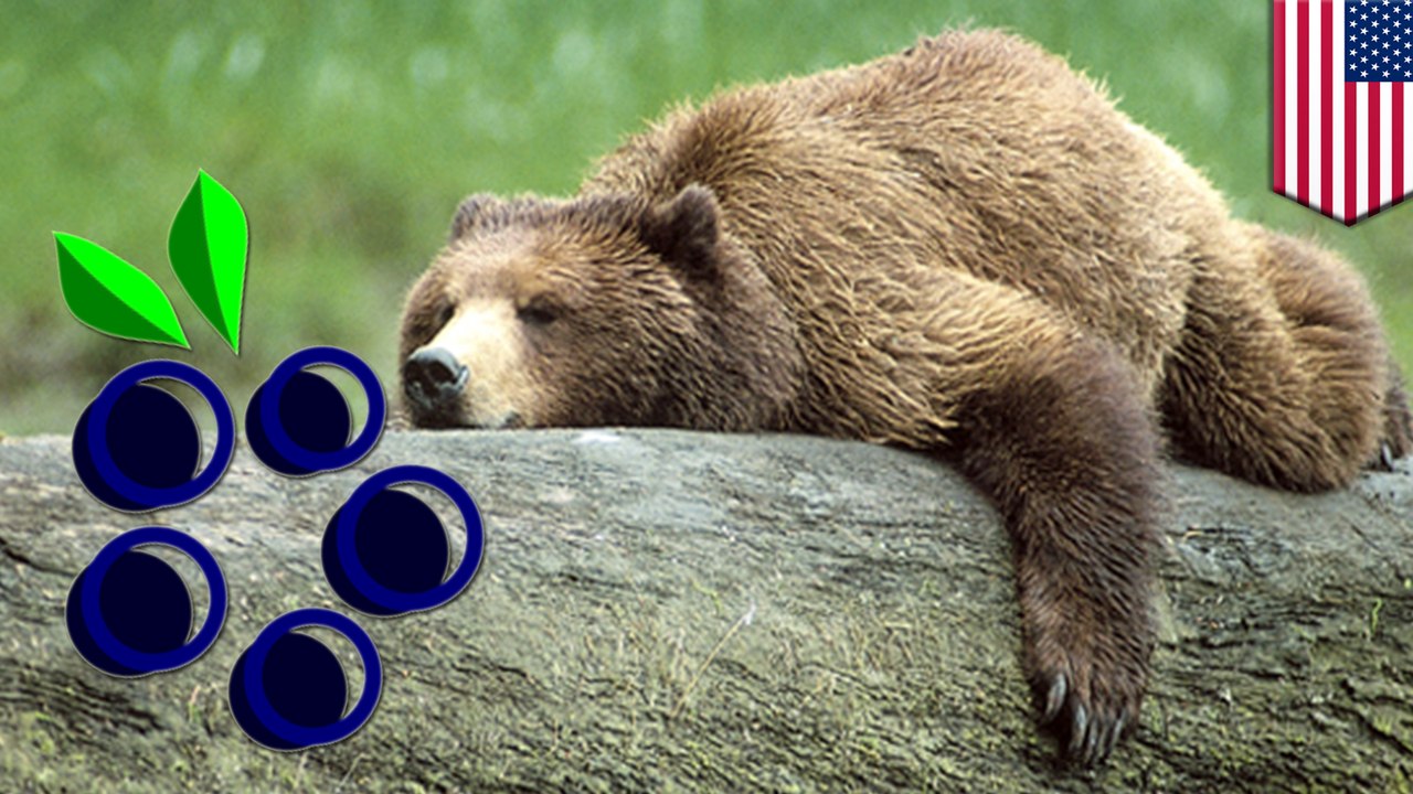 Global warming is turning bears into vegetarians