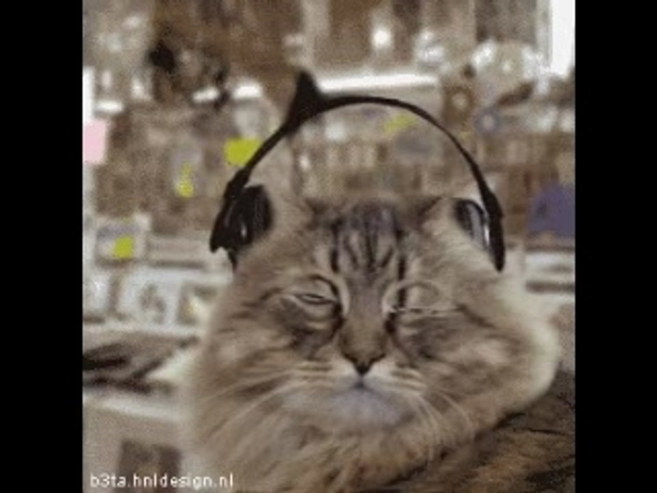 Les chats aiment la ziq.