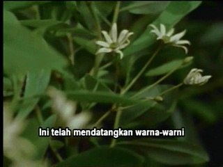 Walking with dinosaurs-giant of the skies (4/6)