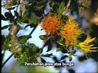 Walking with dinosaurs-death of dynasty (6/6)