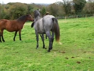 Time Is Up Neuf Clos, pouliche Poney 4 mois