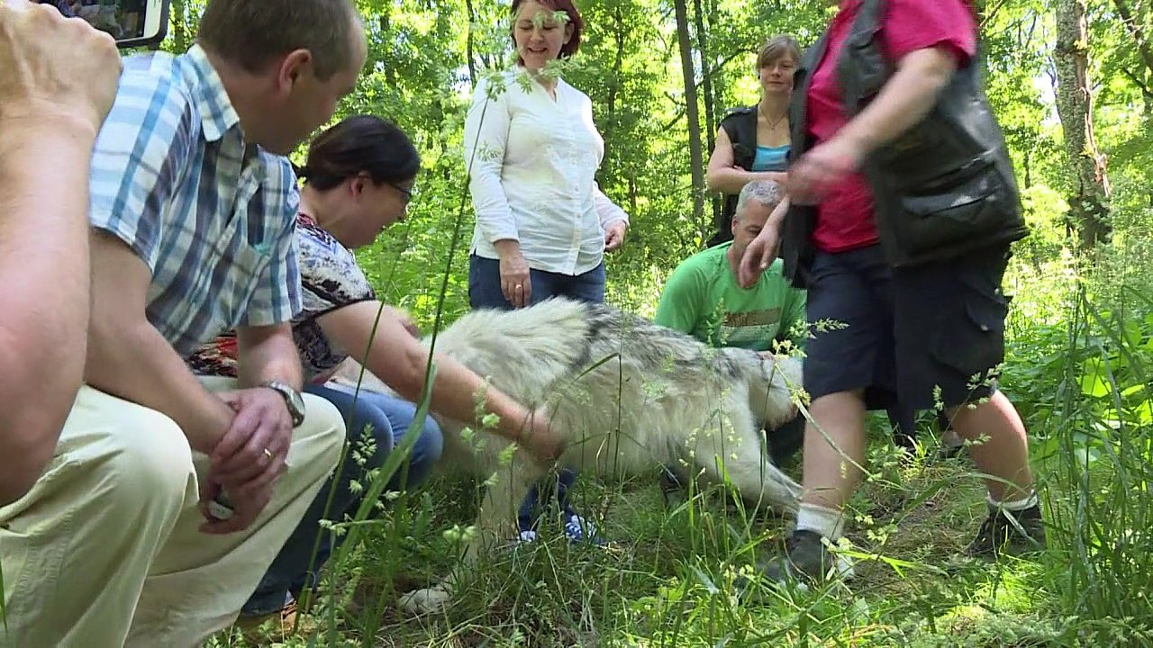 In Österreich tanzen Manager mit Wölfen
