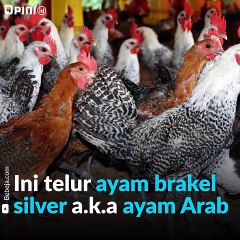 kita dibohongi tukang telur