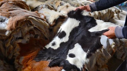 Kurban Derisinin, Hatalı Yüzülmesinin Bedeli 20 Milyon Lira