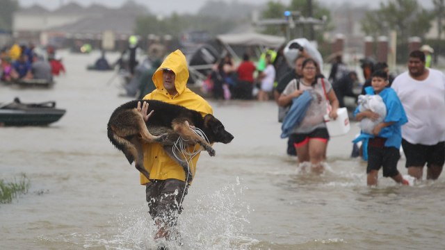Stranded cows rescued from Harvey's wrath in Texas