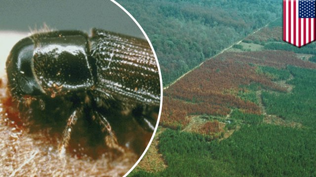 Warming climate drive tree-killing southern pine beetles north