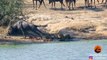 2 hippopotames sauvent un gnou piégé dans la gueule d'un crocodile