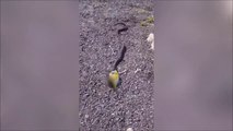 Ce gamin se fait voler son poisson... par un serpent!