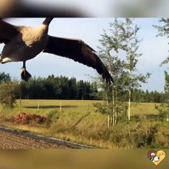 Une oie assoiffée suit un automobiliste qui la conduit vers un lac pour qu'elle boive