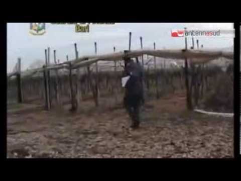 TG 11.03.14 Falsi braccianti agricoli, coinvolti anche commercialisti e consulenti del lavoro
