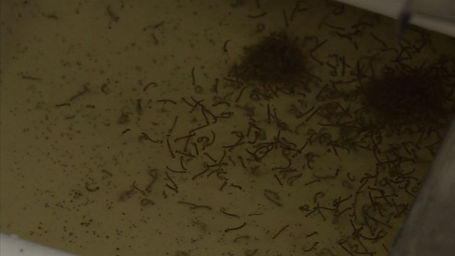 Brésil: Des milliers de moustiques anti-dengue relâchés à Rio