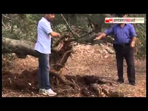 TG 28.03.14 Dopo il maltempo, conta dei danni in Salento e nel Tarantino