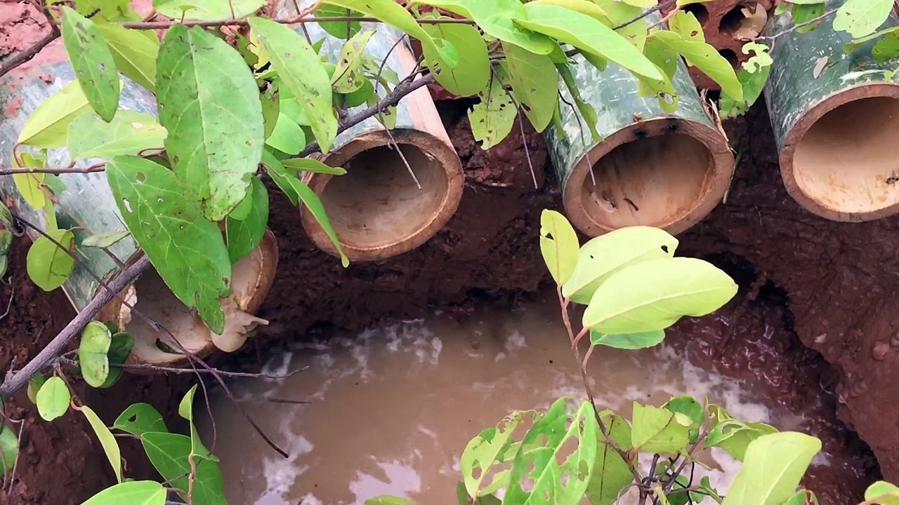 Un piège à poissons avec du bambou qui fonctionne à merveille