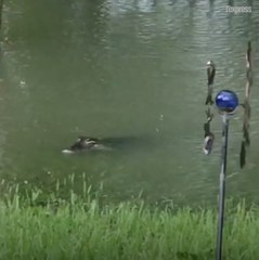 Alligators, serpents, fourmis... Ils s'invitent après la tempête Harvey