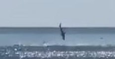 Beach Goers Capture Footage of Shark Jumping Out of the Water