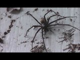 Huge Spider Terrifies Tough Farmer