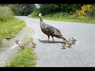 Protective Turkey Moma Signals Danger to her Chicks