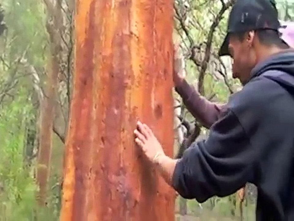 Fraser Island Tours | Fraser Island Packages | Sunset Safaris