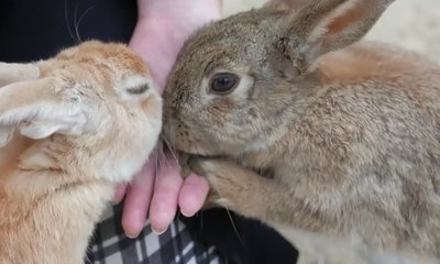 Gemas! Di Jepang Ada Pulau Kelinci