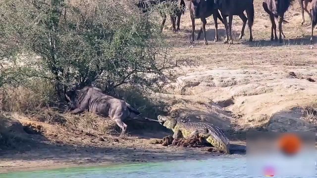 Un hippopotame vient en aide à un gnou !