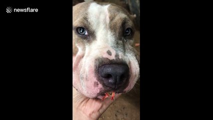 Dog owner asks bulldog to spit out prawn