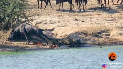 Deux hippopotames viennent sauver la vie d’un gnou attaqué p