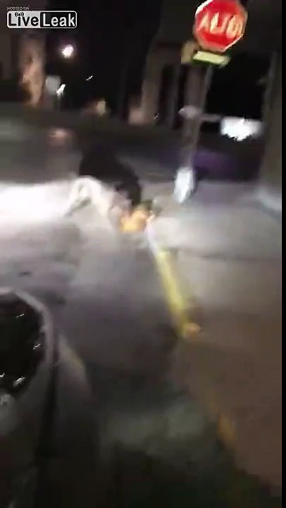 Un homme sauve un chien errant sauvagement attaqué par un pitbull