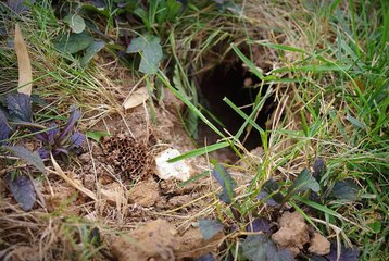 Đi rừng mà gặp cái hang này thì xác định, xách dép lên mà chạy