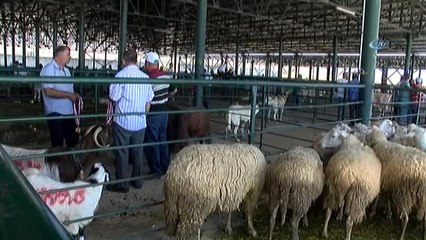 Kurbanlık Alırken Dikkat Edin