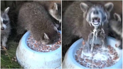 Eating Is More Important Than Breathing For This Raccoon!