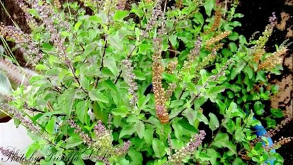 Ayurvedic Treatment Centres