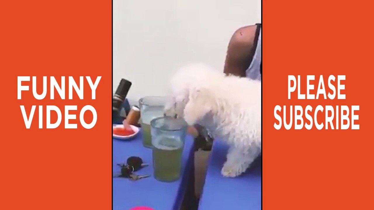 Baby Dog DRINK Beer and DRUNK - Funny Videos