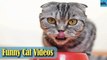 Cat Videos - Funny Cats - Funny Cat Videos - Kitten Videos - Funny Kitty Videos - Cats For Pets - P6