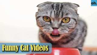 Cat Videos - Funny Cats - Funny Cat Videos - Kitten Videos - Funny Kitty Videos - Cats For Pets - P6
