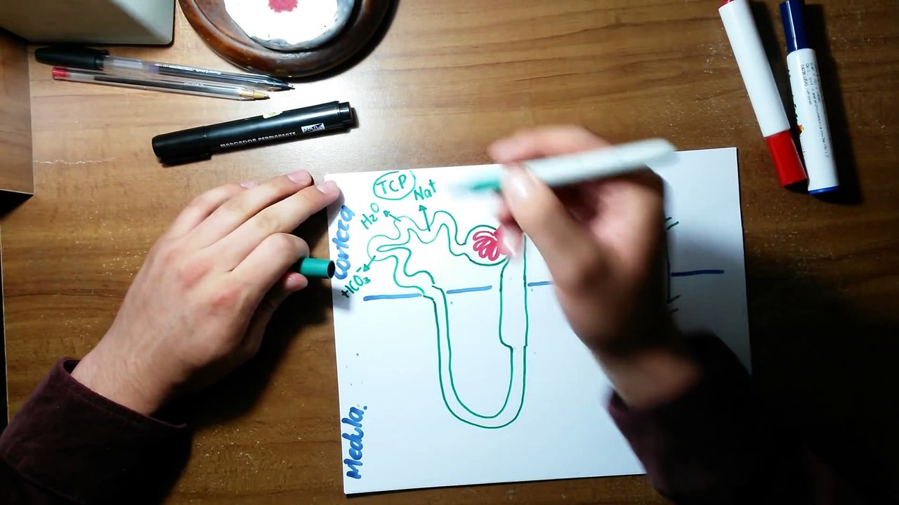 Fisiologia Renal