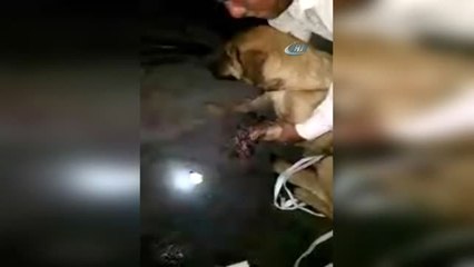 Antalya'da Vahşet...sokak Köpeğine Kurşun Yağmuru