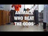 Awesome Animals Who Beat the Odds
