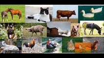 Animales de la granja para niños - sonidos de animales para niños