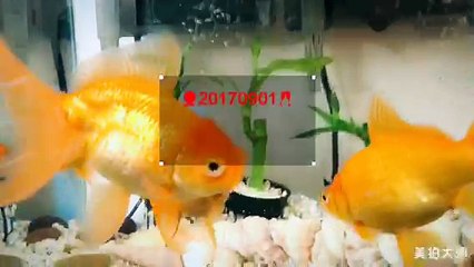 ❤20170901 HAPPY BIRTHDAY MY BABY YY❤ (small size version)