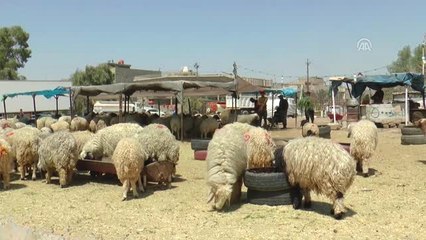 Irak'ta Kurban Bayramı'na Doğru - Bağdat