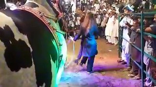Dance With Cow In Eid Ul Azha, Alas!