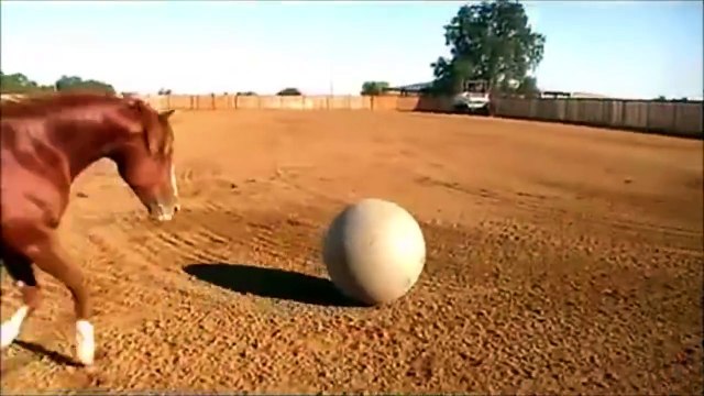 Un cheval qui joue au football