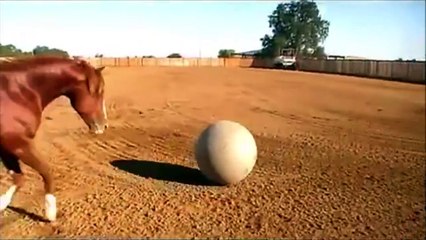 Un cheval qui joue au football