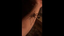 Il manipule la plus dangereuse des araignées, la Brazilian Wandering Spider