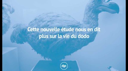 Cette nouvelle étude nous en dit plus sur la vie du dodo