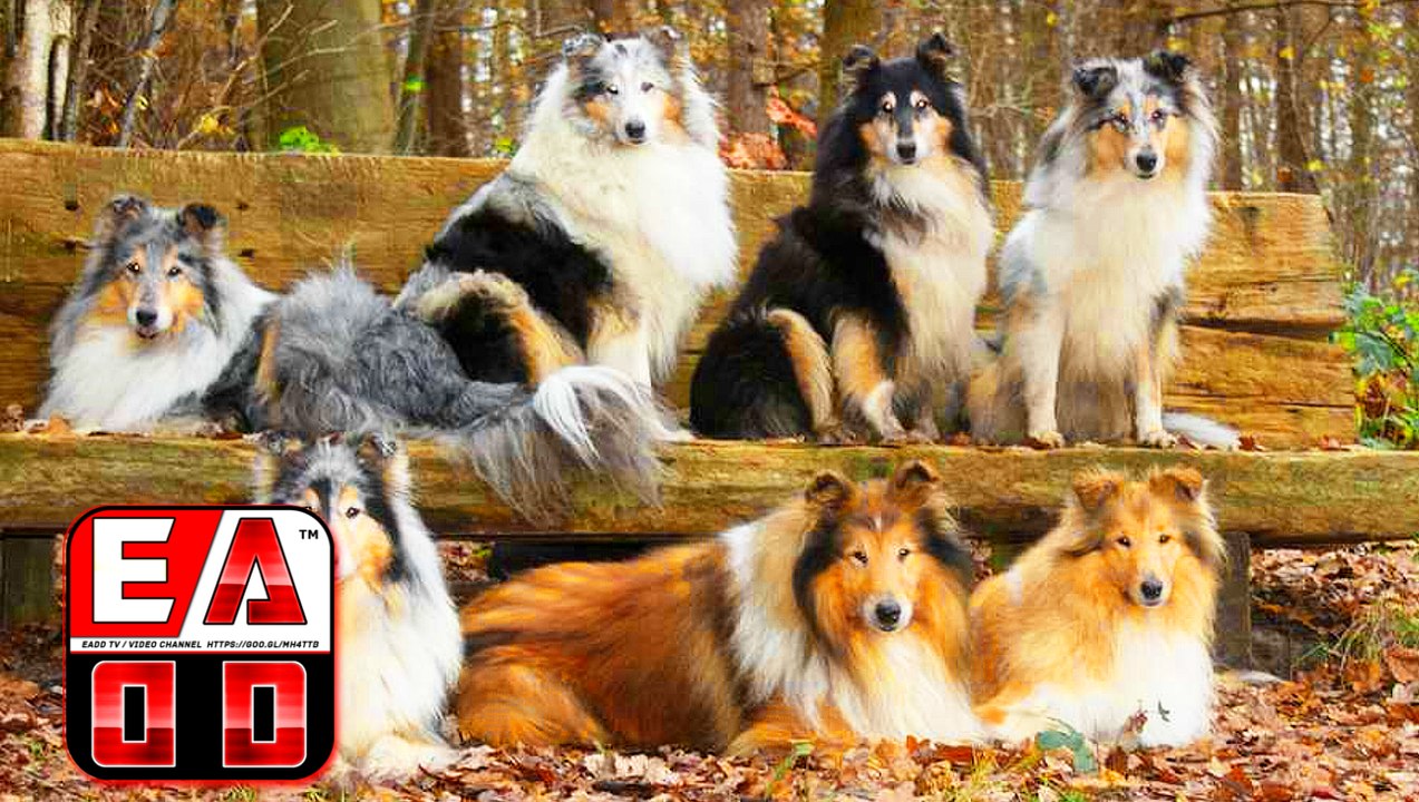 COLLIE DE PELO LARGO - (Collie Rough)