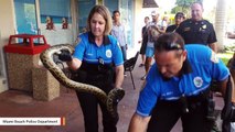 6-Foot Python 'Apprehended' By Miami Beach Police