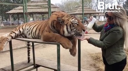 Le zoo de Lujan, animaux dressés ou drogués ?