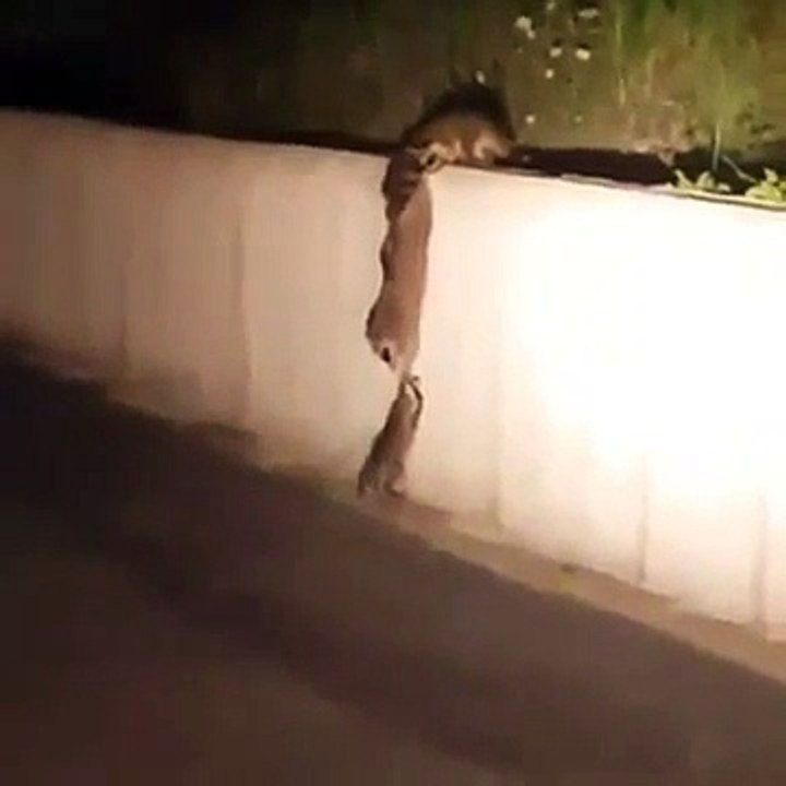 ●مشهد مؤثر جدا لمعنى التعاون والحب ، ●سبحان الله